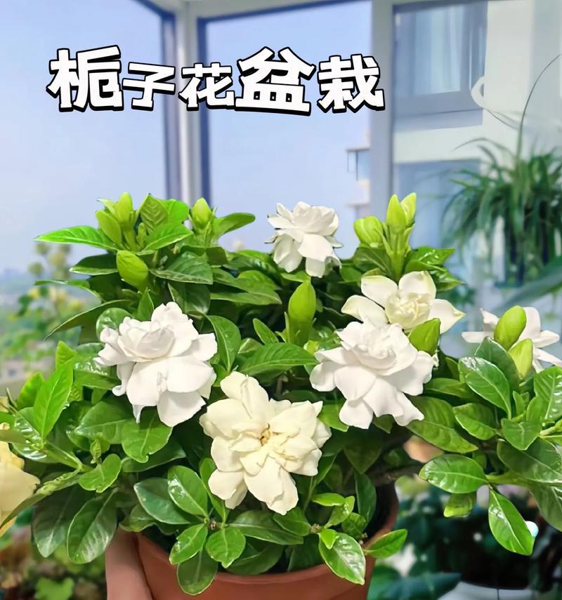 栀子花的花语和象征意义是什么？