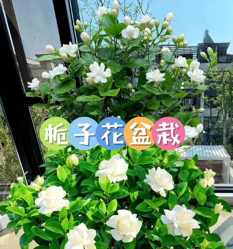 栀子花的花语和象征意义是什么？