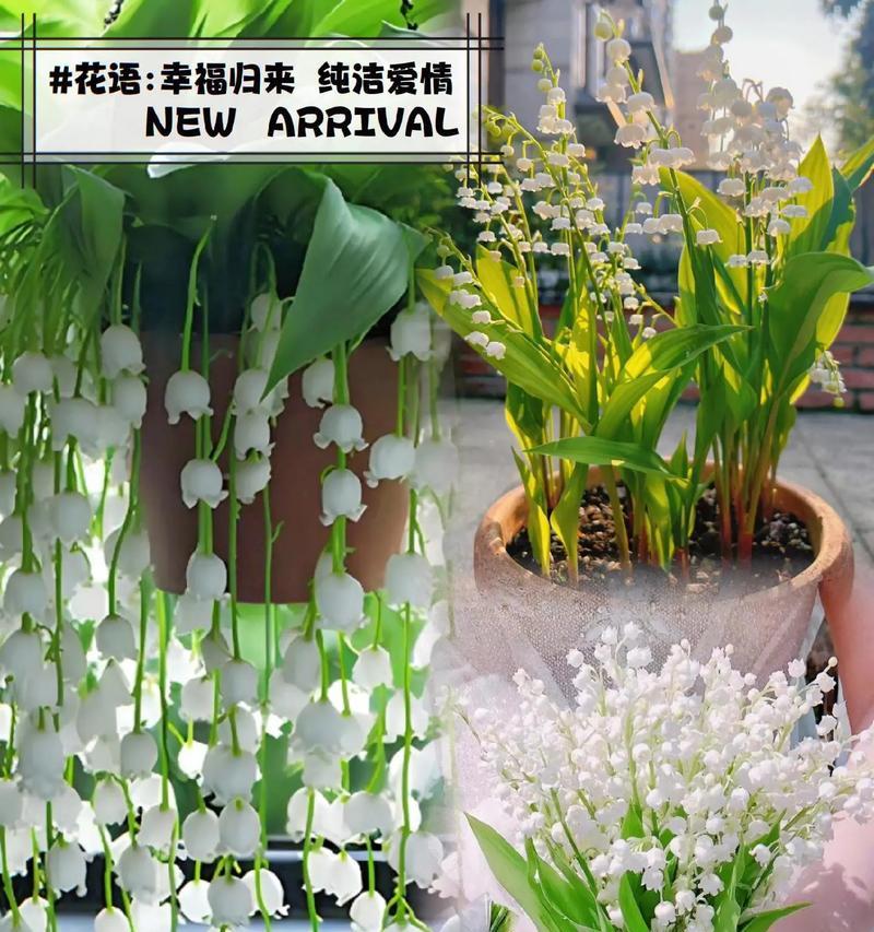 宝宝养植物有什么花语？养植物对宝宝有何意义？