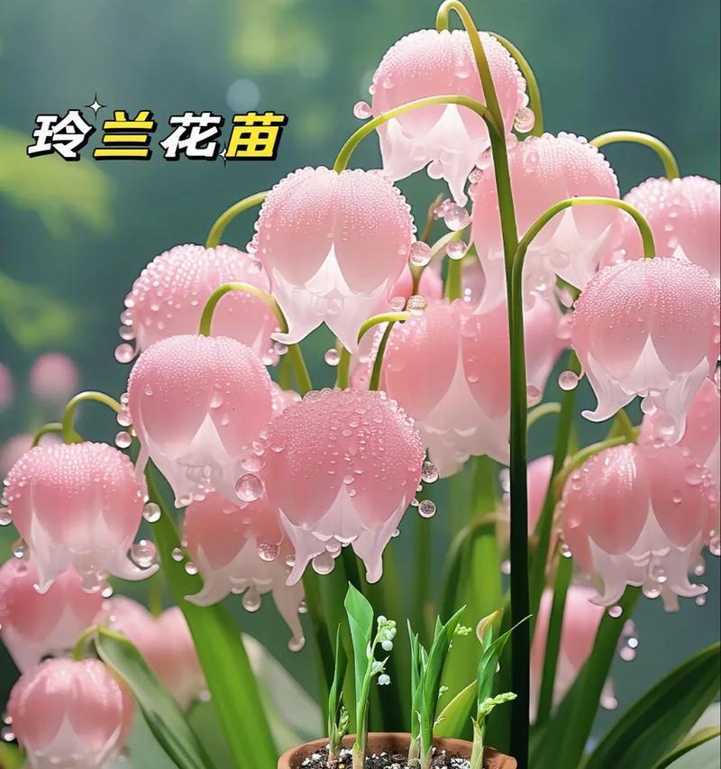 宝宝养植物有什么花语？养植物对宝宝有何意义？