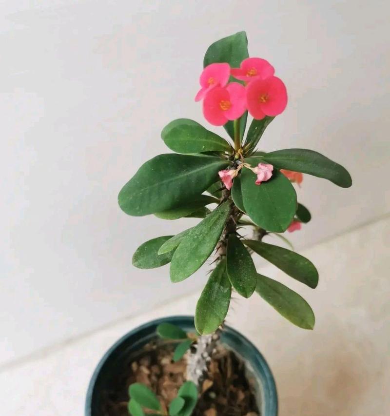 虎刺梅的花语有哪些？虎刺梅代表了什么？