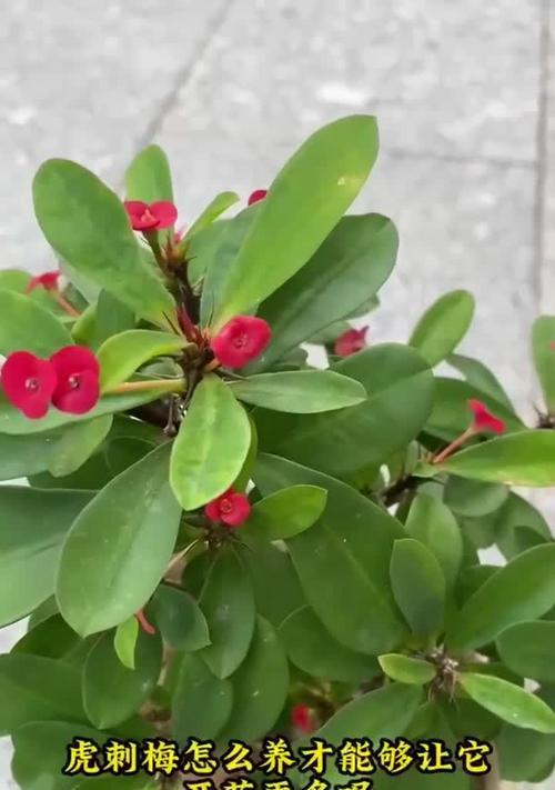 虎刺梅的花语有哪些？虎刺梅代表了什么？