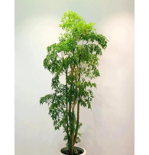 圆叶福禄桐的花语是什么？圆叶福禄桐寓意着什么？