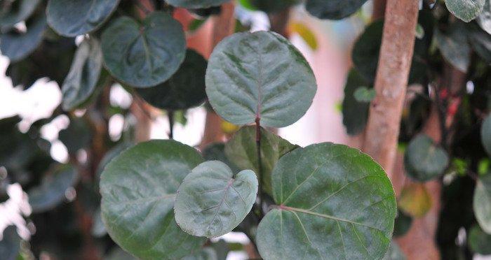 圆叶福禄桐的花语是什么？圆叶福禄桐寓意着什么？