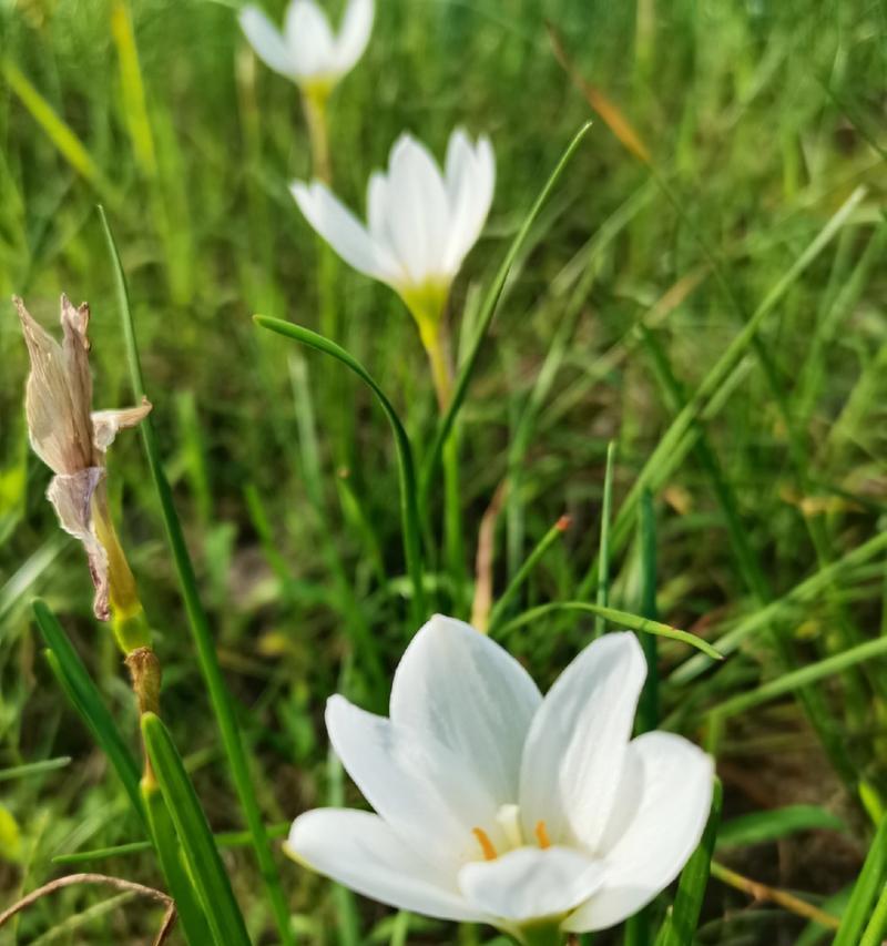 葱花的花语有哪些？葱花代表了什么？
