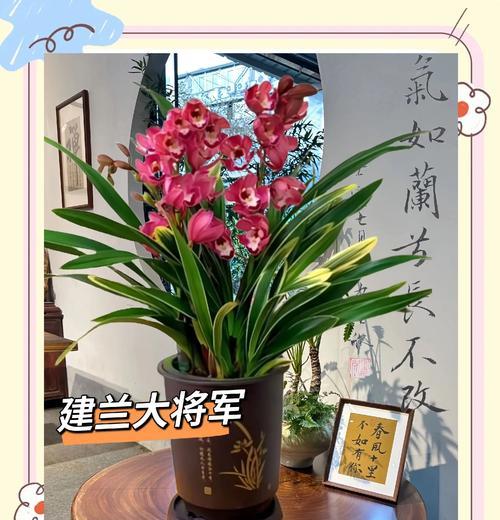 兰花有哪些花语？100种兰花的花语是什么？