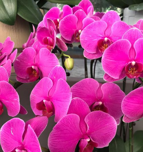 兰花有哪些花语？100种兰花的花语是什么？