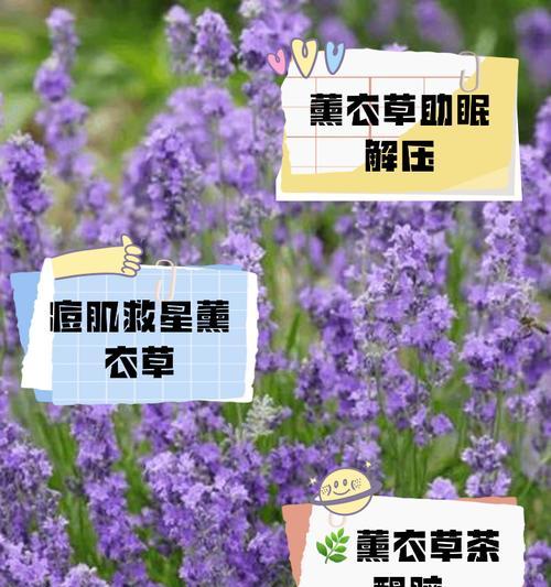 薰衣草和蔷薇的花语分别是什么？