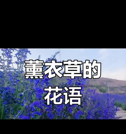 薰衣草和蔷薇的花语分别是什么？