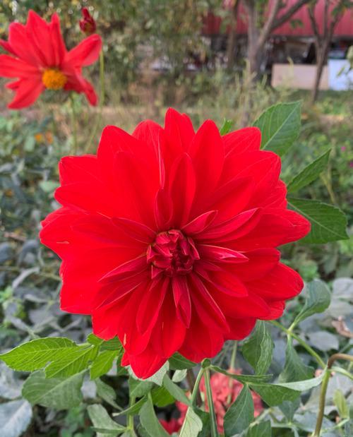 天竺花的花语有哪些？天竺花代表了什么？