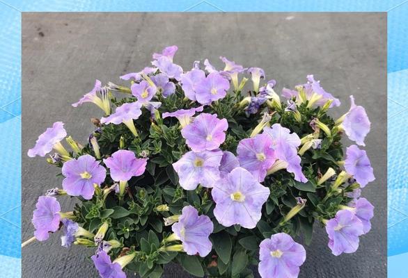 矮牵牛的花语是什么？矮牵牛寓意着什么？