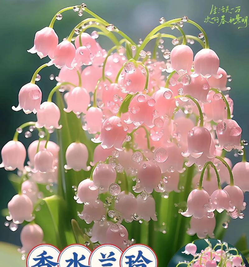 养花时了解花语重要吗？花语对养花有何帮助？