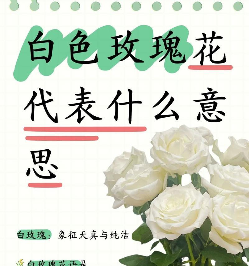 不同颜色的玫瑰花语是什么？玫瑰颜色代表了什么？