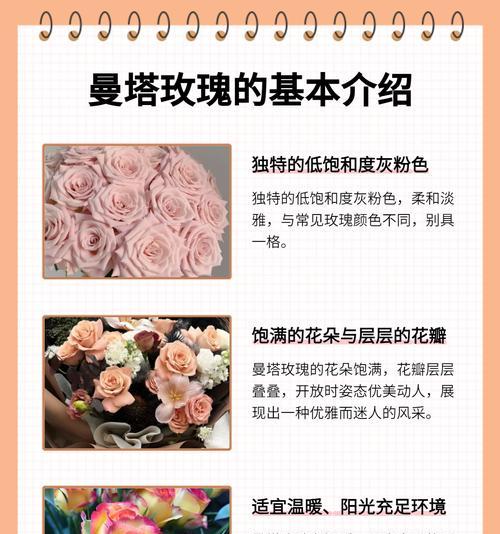 不同颜色的玫瑰花语是什么？玫瑰颜色代表了什么？