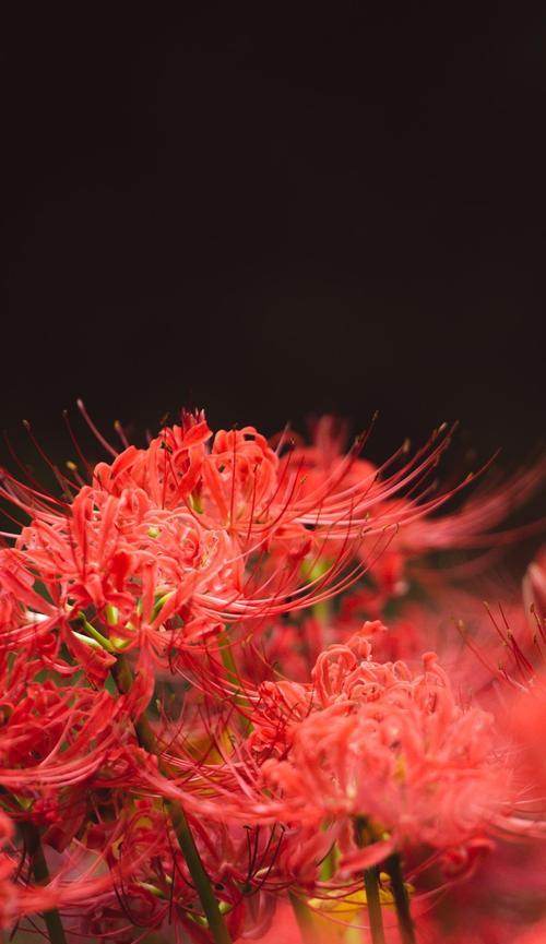 彼岸花纹那里花语是什么？如何理解其深层含义？