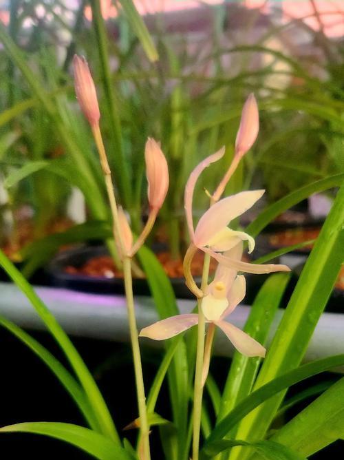 春雨的花语是什么？春雨花象征着什么？