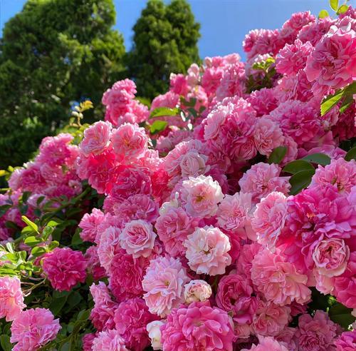蔷薇的花语和象征是什么？蔷薇花代表了什么？