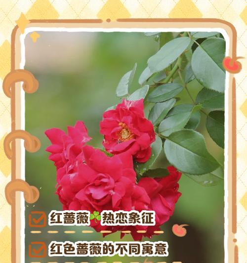 蔷薇的花语和象征是什么？蔷薇花代表了什么？