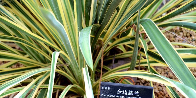 红丝兰的花语美文是什么？红丝兰花语有何深意？