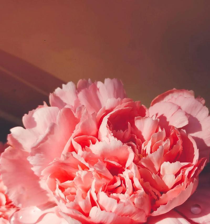 粉红花最好的花语是什么？粉红花代表了什么？