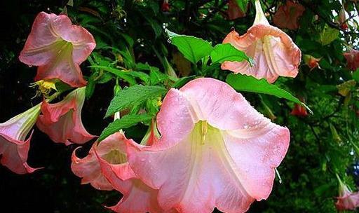 粉红花最好的花语是什么？粉红花代表了什么？