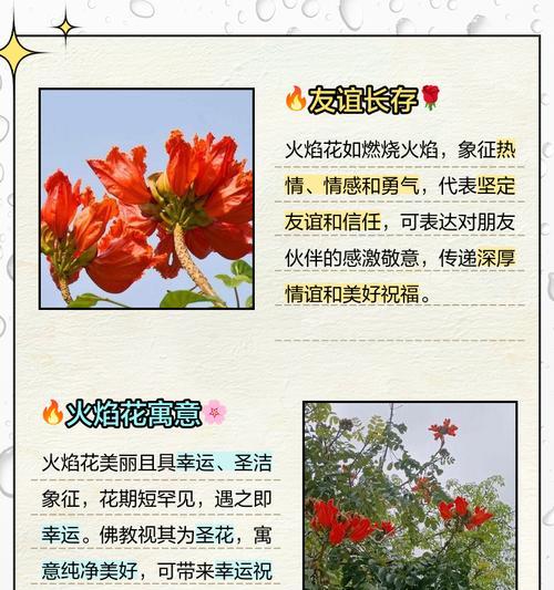 火焰的花语是什么？火焰花象征着什么？