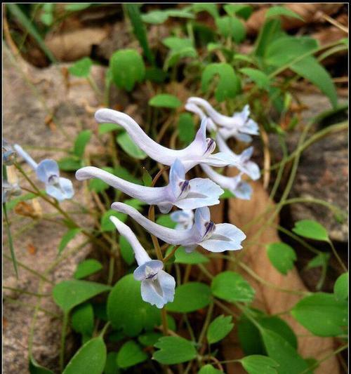 堇叶延胡索的花语是什么？堇叶延胡索花有何含义？