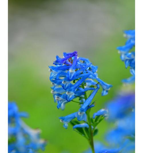 堇叶延胡索的花语是什么？堇叶延胡索花有何含义？