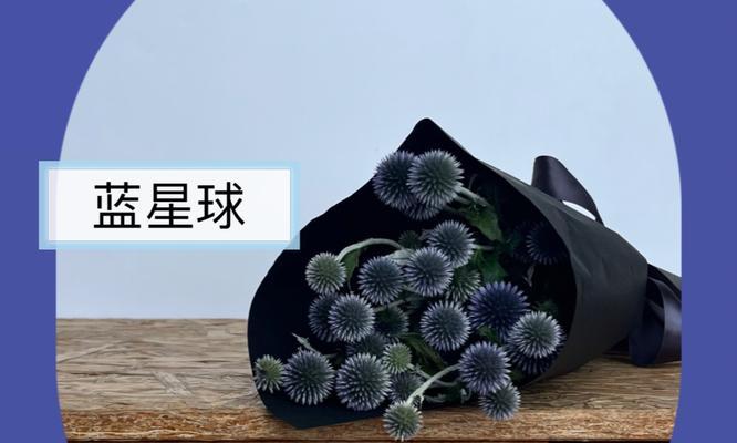 蓝星球花语和寓意是什么？蓝星球花象征着什么？