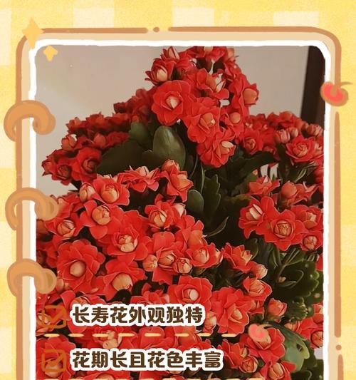 喜欢长寿花的花语是什么？长寿花代表了什么？