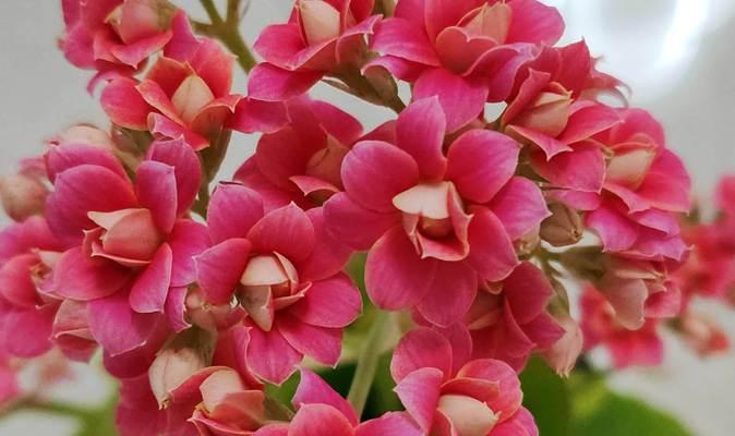 喜欢长寿花的花语是什么？长寿花代表了什么？