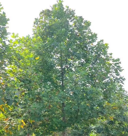 马褂树的花花语是什么？马褂树花象征着什么？