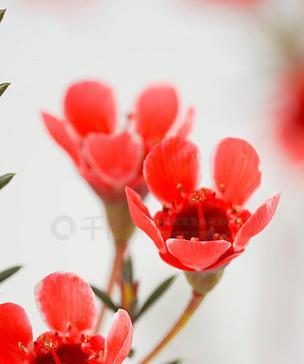 红色平头腊梅花语是什么？红色平头腊梅有何含义？