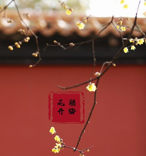 红色平头腊梅花语是什么？红色平头腊梅有何含义？