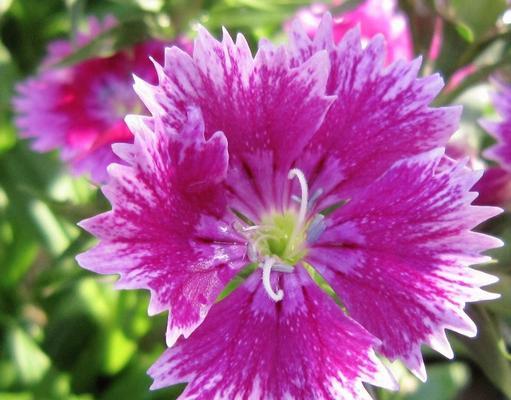 石竹的花语是纯洁吗？石竹花象征着什么？