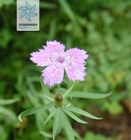 石竹的花语是纯洁吗？石竹花象征着什么？