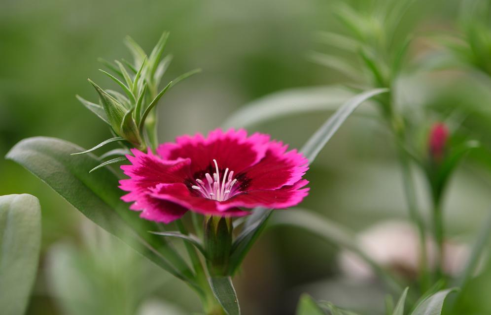 石竹的花语是纯洁吗？石竹花象征着什么？