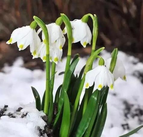 雪莲的花语和含义是什么？雪莲花代表了什么？