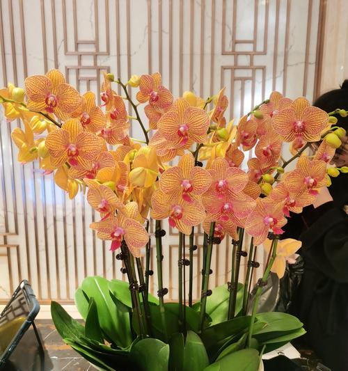 蓝花对花语的传说背后有何深意？