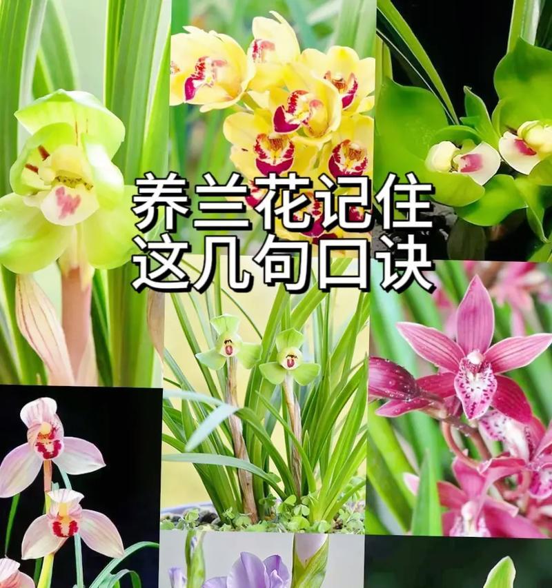蓝花对花语的传说背后有何深意？