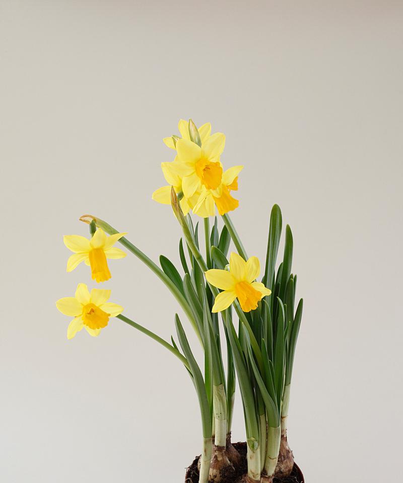 水仙花运气草花语代表什么？