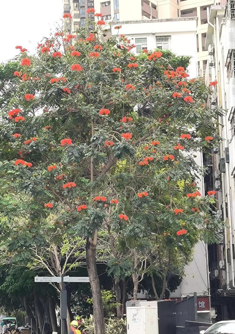 条纹十二卷的花语有何独特之处？