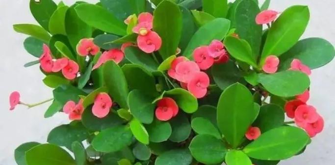 条纹十二卷的花语有何独特之处？