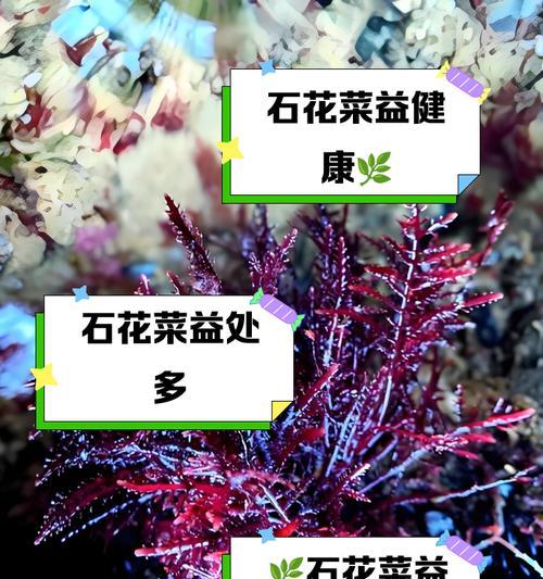 石碱花的花语由来有何故事？