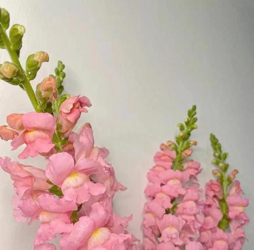 关于金鱼草的花语你知道多少？