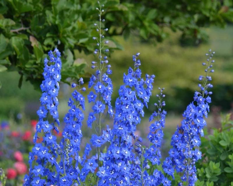 蓝色翠雀花的花语代表什么？