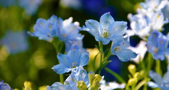 蓝色翠雀花的花语代表什么？