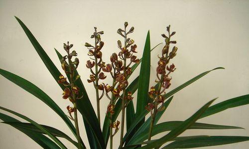 墨兰的花语和含义有何特别之处？