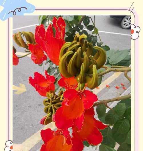 火焰树的花的花语有何寓意？