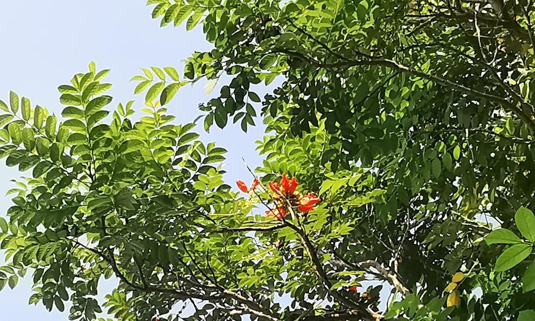 火焰树的花的花语有何寓意？